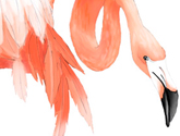 35_mini_flamands-roses